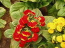 گوشواره ای